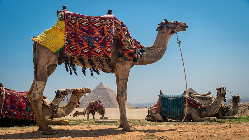 40282300 camels and pyramids