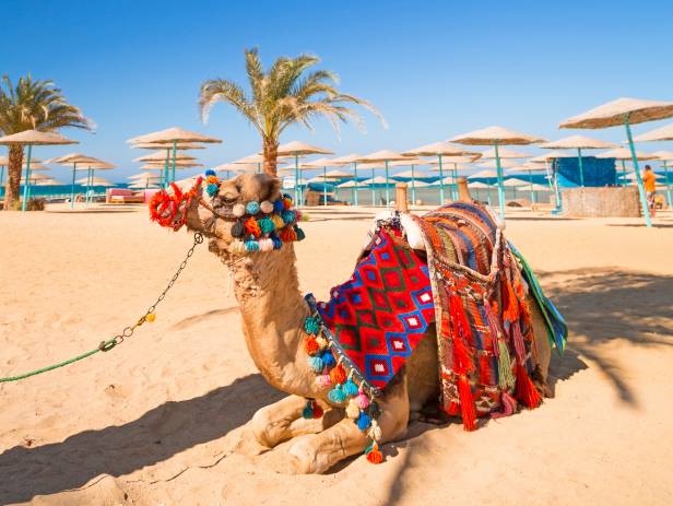 Camel in sand in Hurghada 225261385645750 crop 616 463