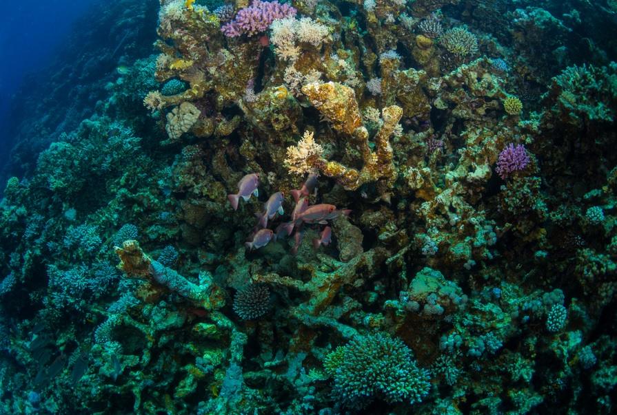 coral reefs 2