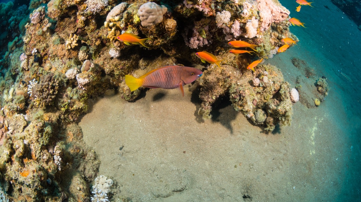 underwater life Red Sea 3