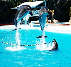 Excursiones El Espectáculo de Delfines en Sharm El Sheikh