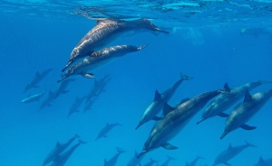 Excursiones de Snorkel en La Casa de Los Delfines