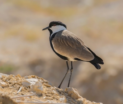 Observación de Aves en El Fayum