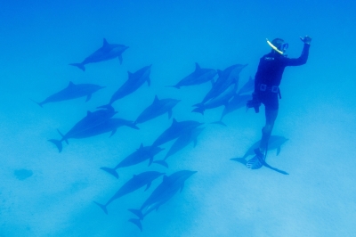 Marsa Alam Snorkeling Tours a Sataya Dolphin Reef