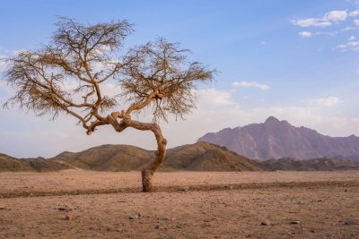 Safari en el desierto en Marsa Alam