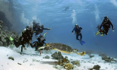 Excursiones de Snorkel en la Isla de Tiran en Sharm